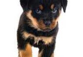 Des Chiots Rottweiler