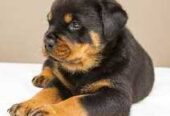 Des Chiots Rottweiler