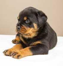 Des Chiots Rottweiler