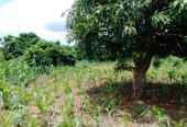 Vente d’un terrain de 2000m2 à akassato zone air A
