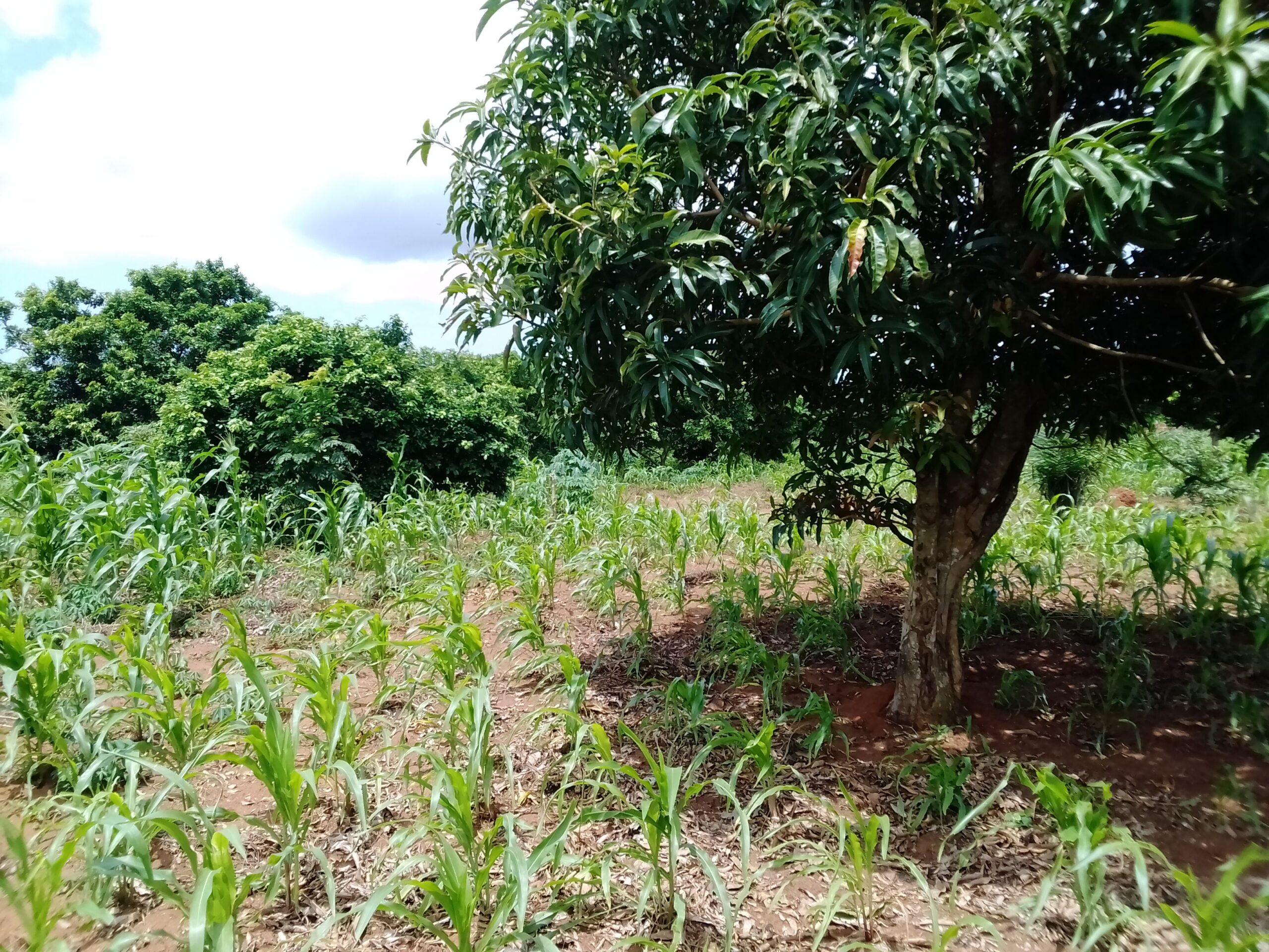 Vente d’un terrain de 2000m2 à akassato zone air A