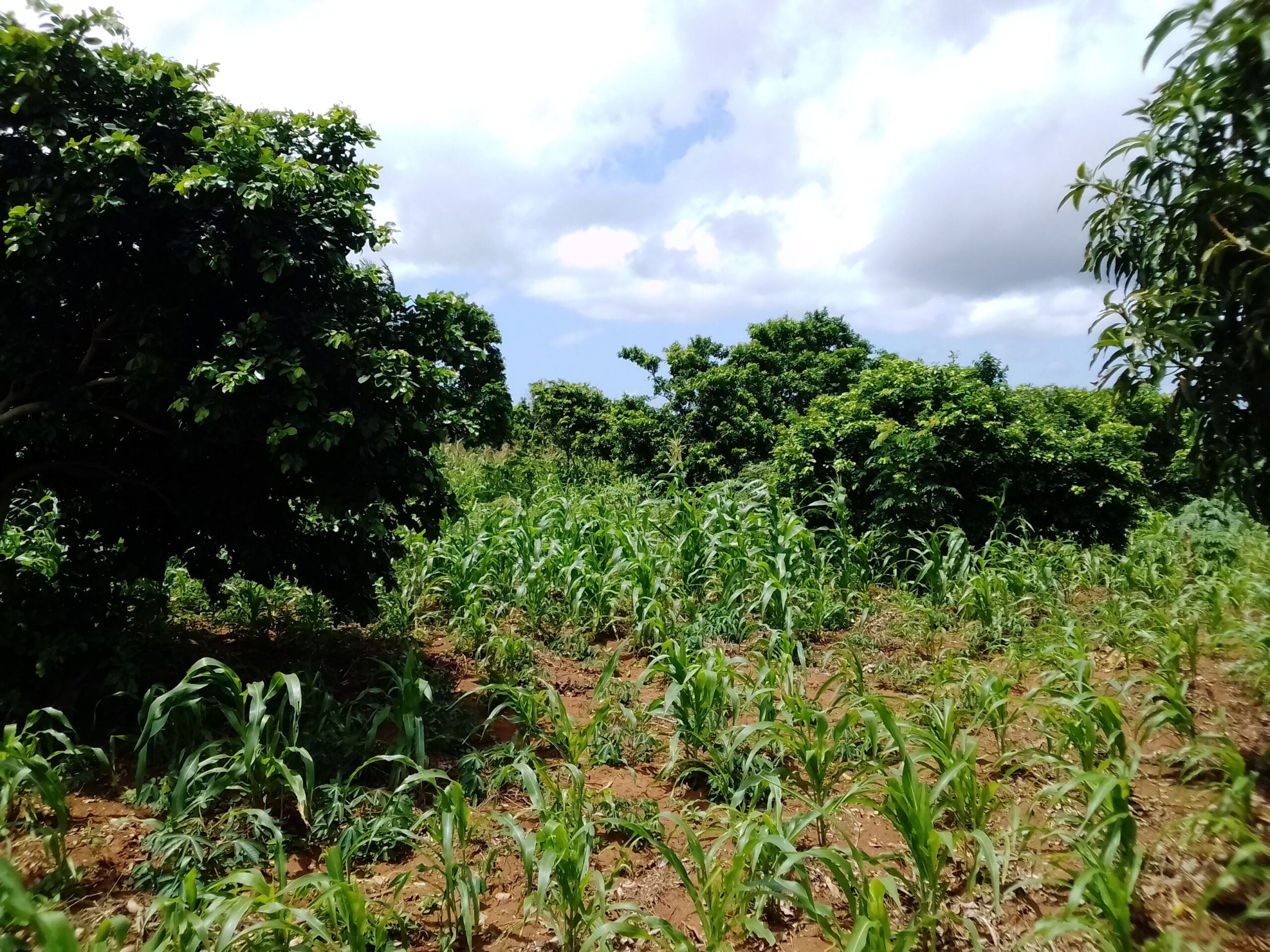 Vente d’un terrain de 2000m2 à akassato zone air A