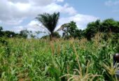 Vente d’un terrain de 2000m2 à akassato zone air A