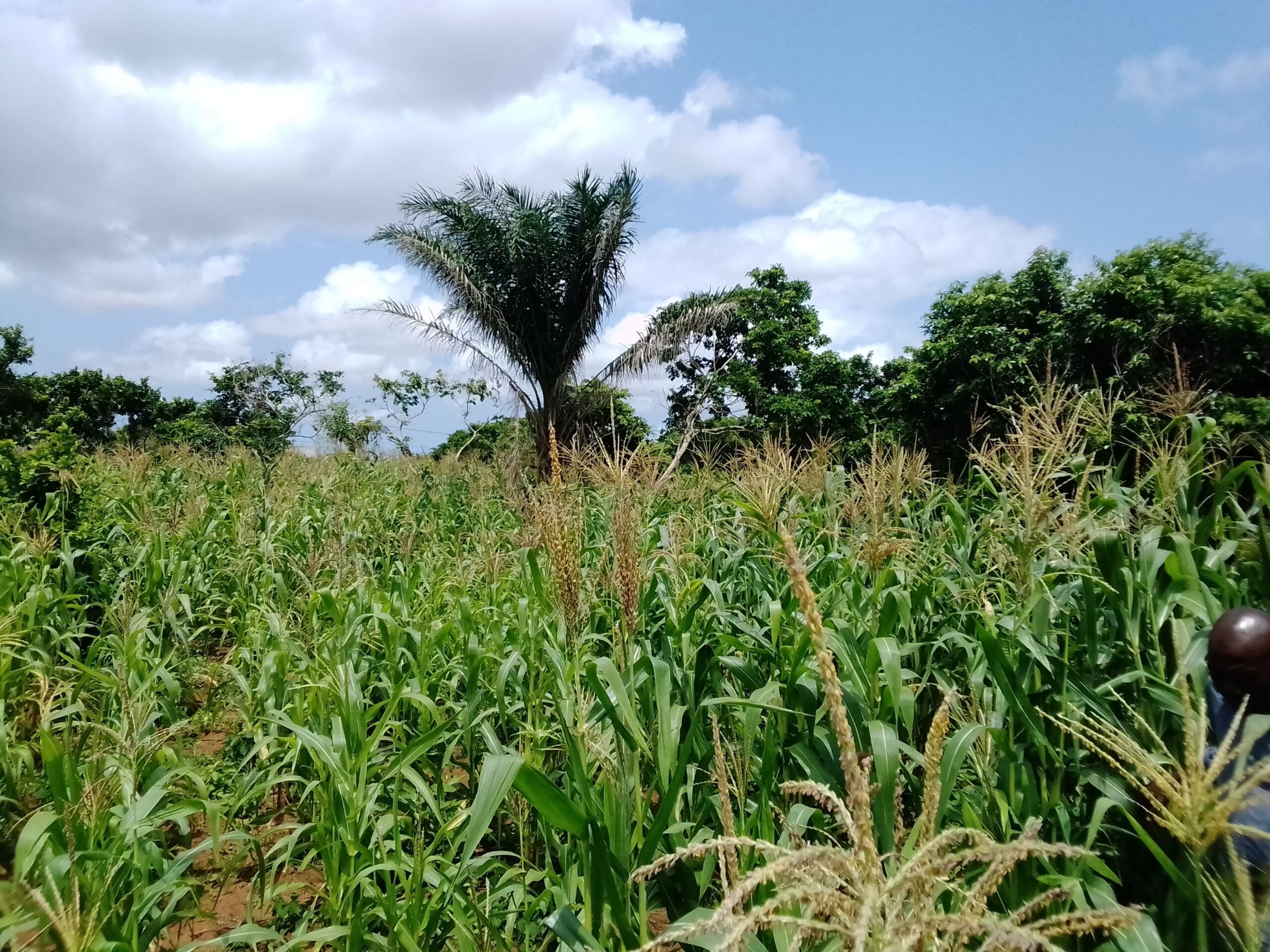 Vente d’un terrain de 2000m2 à akassato zone air A