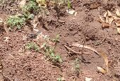 Achat des terrains et des domaines agricoles
