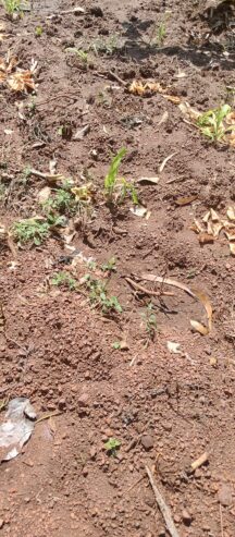 Achat des terrains et des domaines agricoles