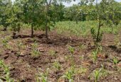 Achat des terrains et des domaines agricoles