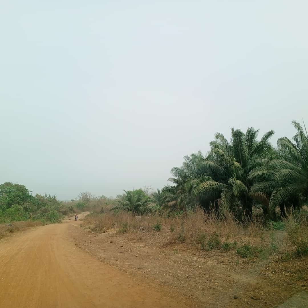 vente 100 hectares bénin à djidja Seto à 35min abo