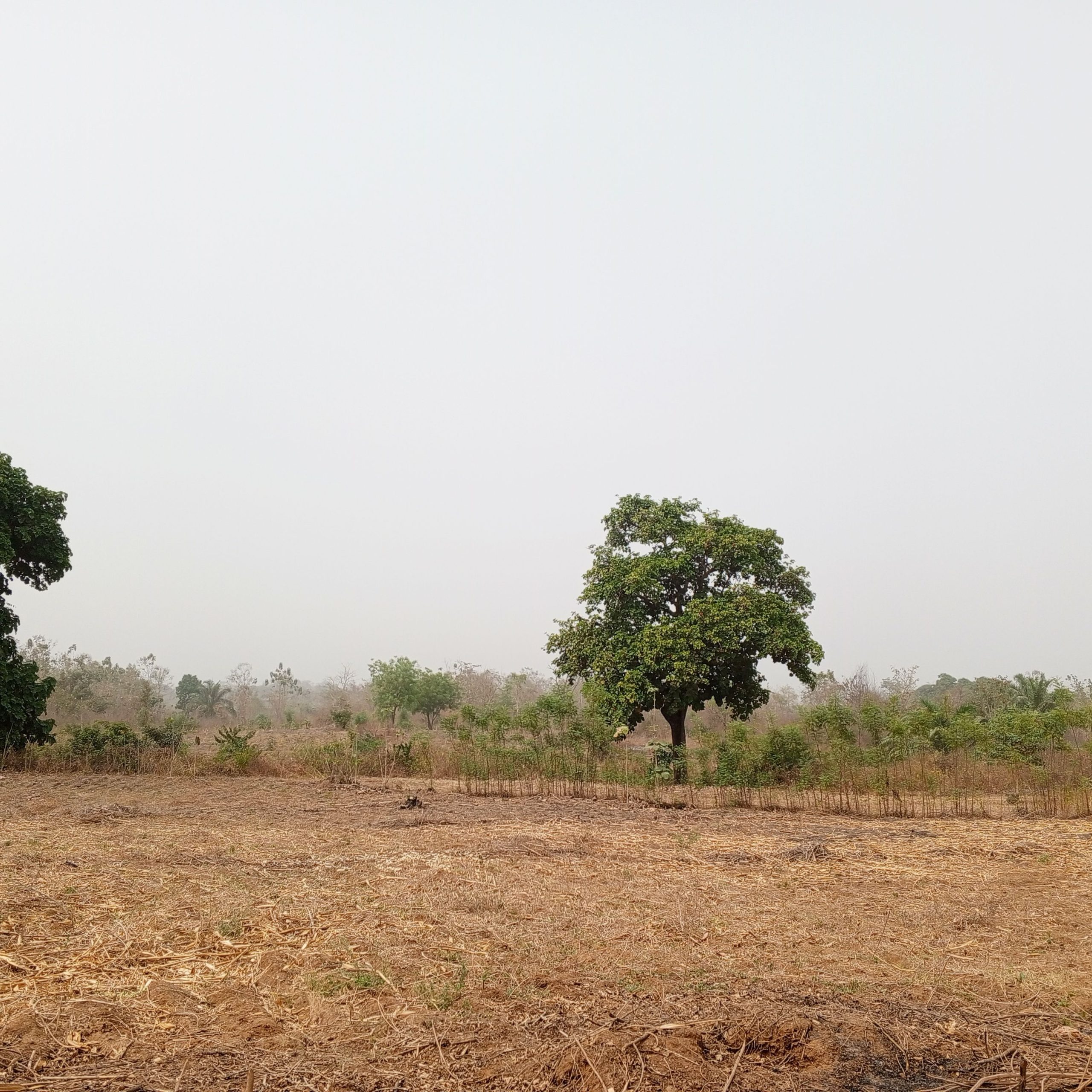 vente 100 hectares bénin à djidja Seto à 35min abo
