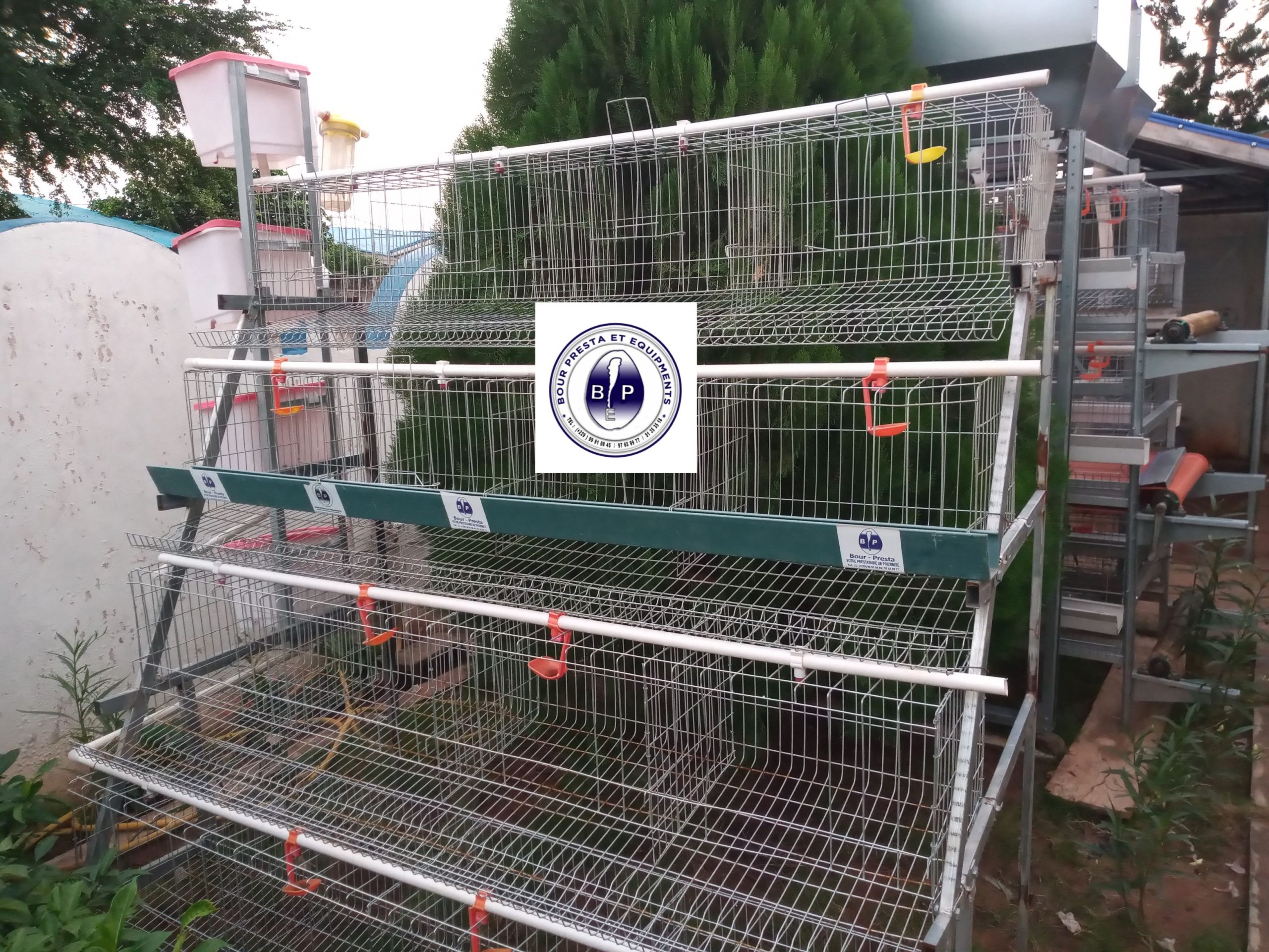Cages sur batterie pour poulet