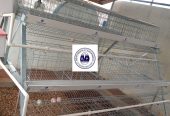 Cages sur batterie pour poulet