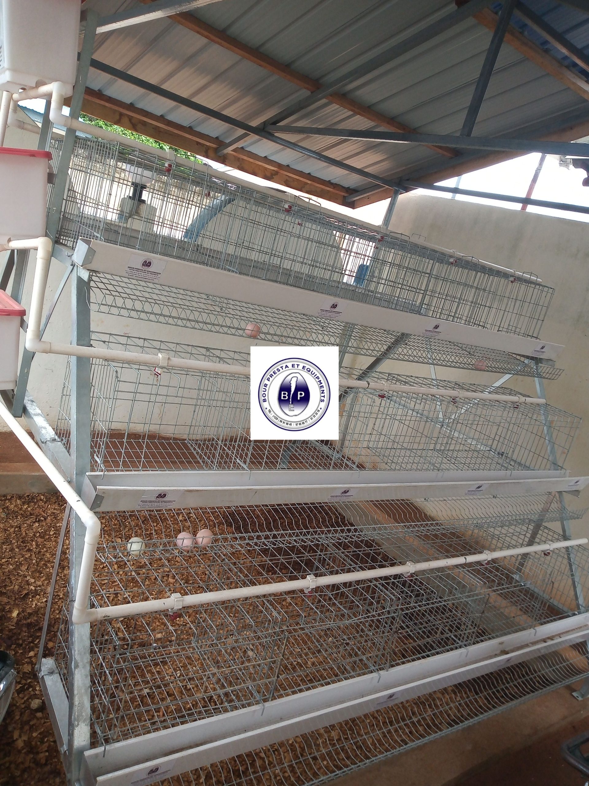 Cages sur batterie pour poulet
