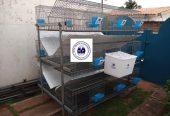 Cages sur batterie pour poulet